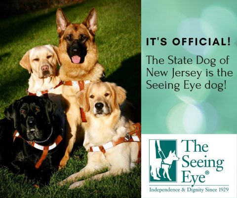 The Seeing Eye Dog becomes state dog of New Jersey - Vision Loss Alliance of New Jersey